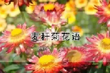 麦秆菊花语