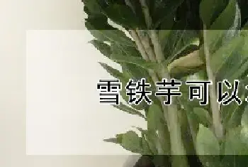 雪铁芋可以水培吗