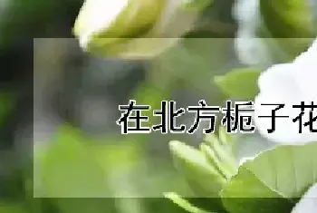 在北方栀子花怕冻吗