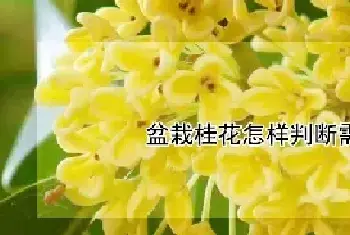 盆栽桂花怎样判断需要浇水了