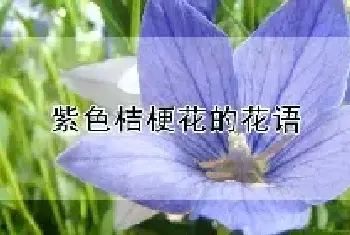 紫色桔梗花的花语