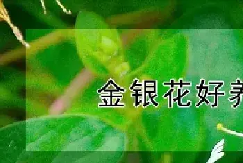 金银花好养活吗