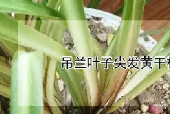 吊兰叶子尖发黄干枯什么原因