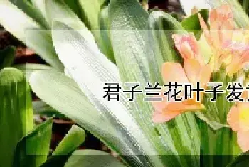 君子兰花叶子发黄怎么办