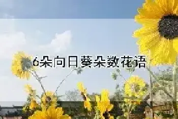 6朵向日葵朵数花语