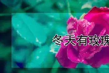 冬天有玫瑰花吗