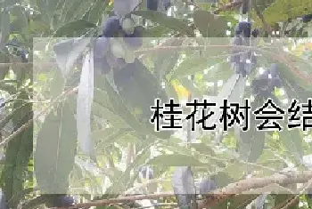 桂花树会结果吗