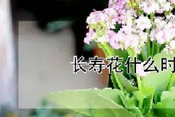 长寿花什么时候打顶