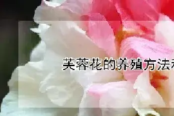 芙蓉花的养殖方法和注意事项