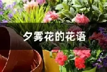 夕雾花的花语