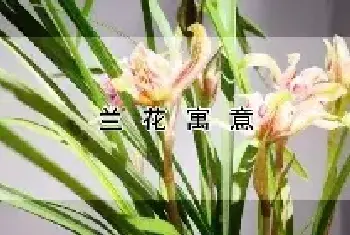 兰花寓意