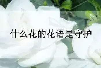 什么花的花语是守护