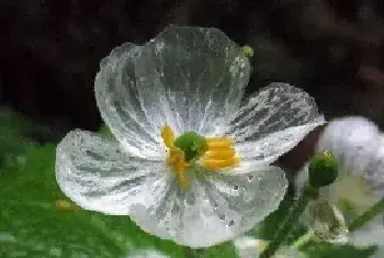 骷髅花花语