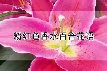 粉红色香水百合花语