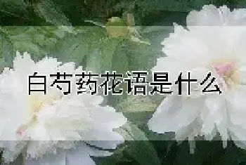 白芍药花语是什么