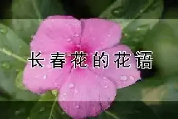 长春花的花语