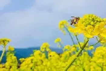 油菜花的花语和寓意