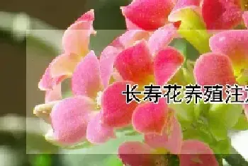 长寿花养殖注意事项