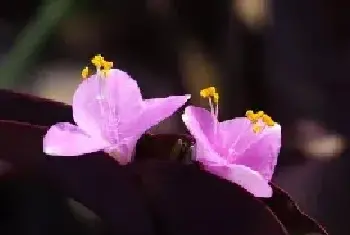 紫鸭跖草什么时候开花，紫鸭跖草花期花色/6月开花花语美