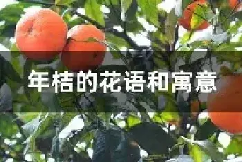 年桔的花语和寓意