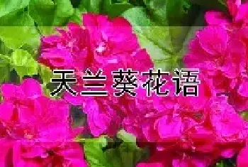 天兰葵花语