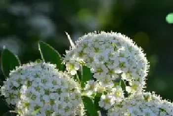 香雪球的花语是什么？