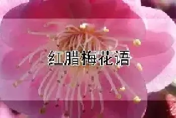 红腊梅花语