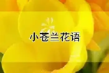 小苍兰花语