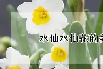 水仙水仙花的养殖方法