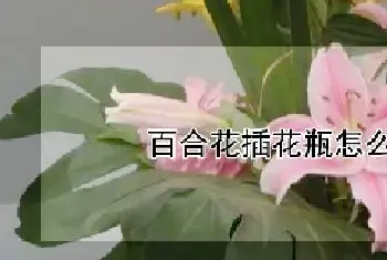 百合花插花瓶怎么修剪叶子