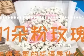 11朵粉玫瑰加满天星的花语是什么？