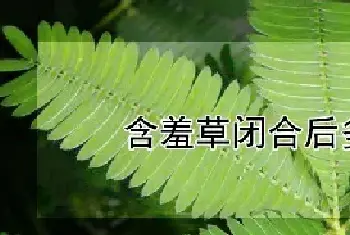 含羞草闭合后多久打开