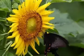 向日葵花语，向日葵种植技术