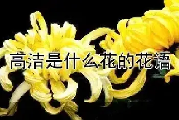 高洁是什么花的花语