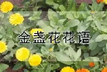 金盏花花语