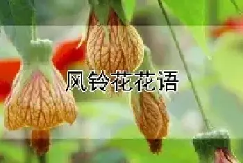 风铃花花语