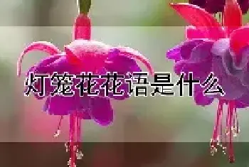 灯笼花花语是什么