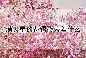 满天星的花语代表着什么