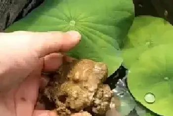 盆栽浇水 | 碗莲入泥后加多少水