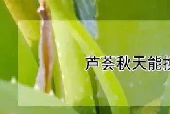 芦荟秋天能换盆吗