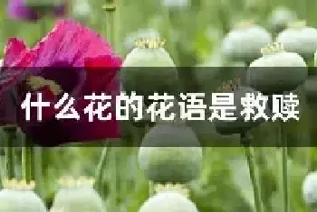 什么花的花语是救赎