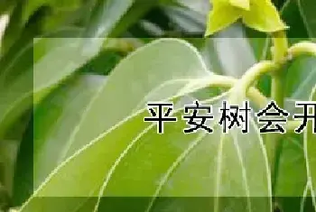 平安树会开花吗