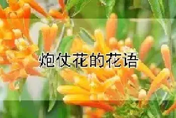 炮仗花的花语