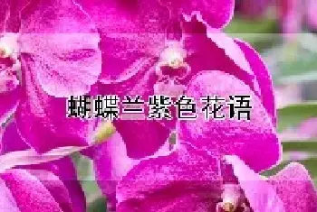 蝴蝶兰紫色花语