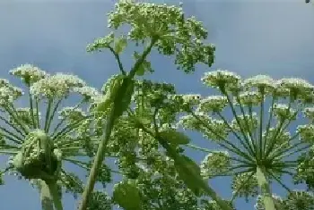 白芷栽培技术