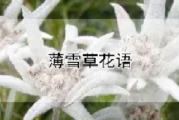 薄雪草花语