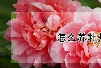 怎么养牡丹花