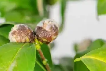 山茶花介壳虫怎样防治？山茶花介壳虫防治措施