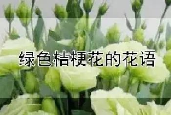 绿色桔梗花的花语