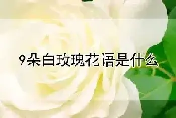 9朵白玫瑰花语是什么